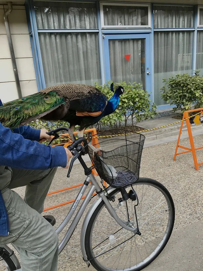 自転車で運ばれるクジャク