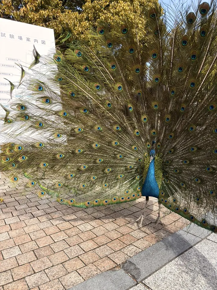 羽を広げたクジャク