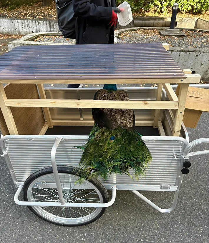 台車に乗ったクジャク