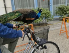 京大にクジャク