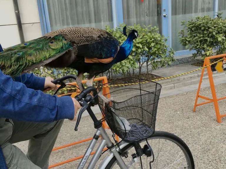 京大にクジャク