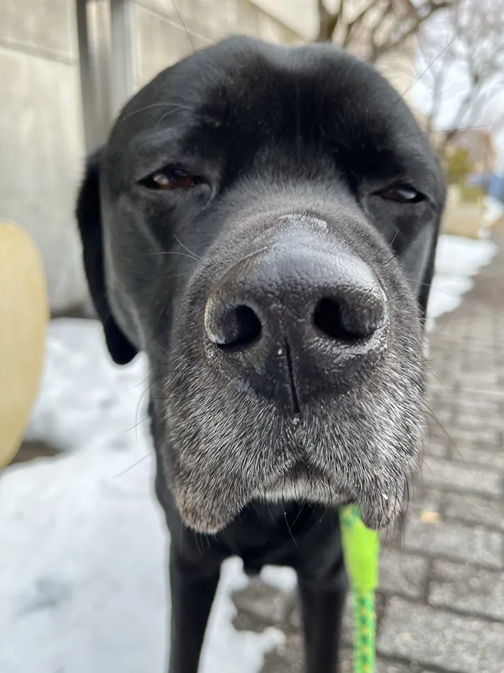 ラブラドールレトリバーの写真