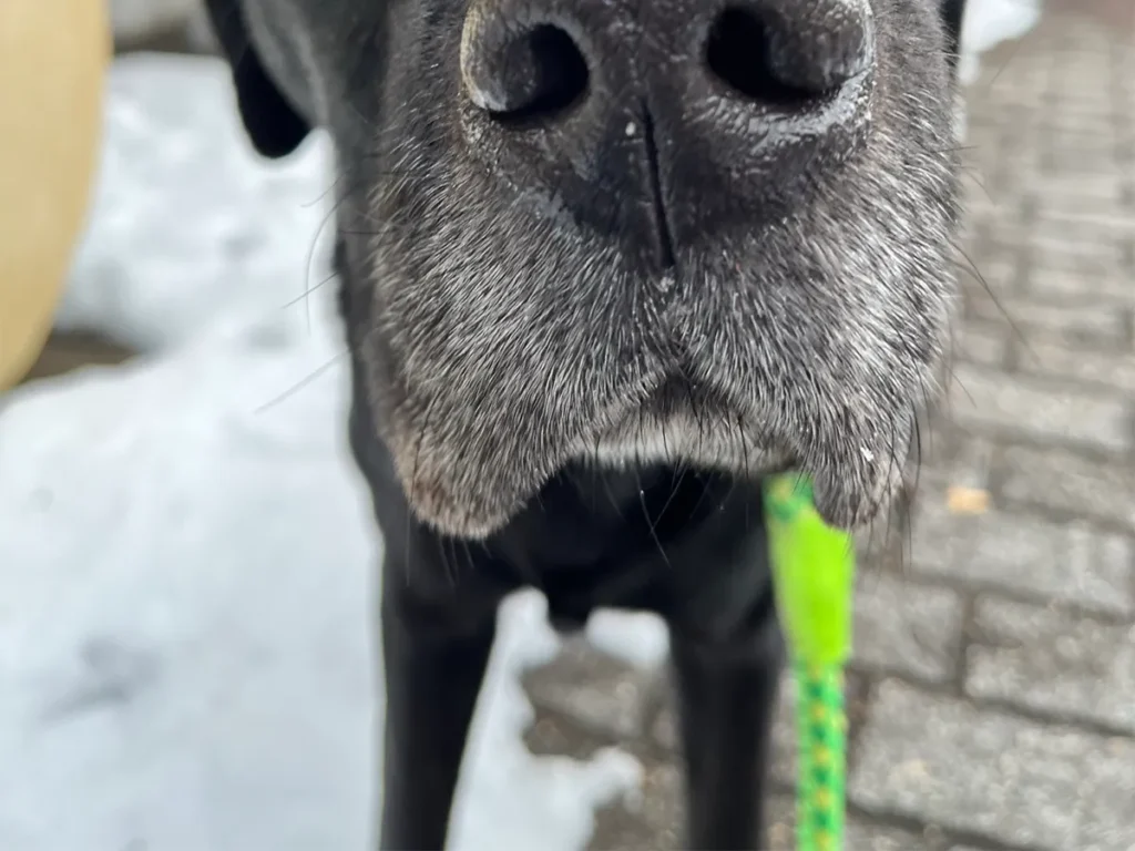 ラブラドールレトリバーの写真