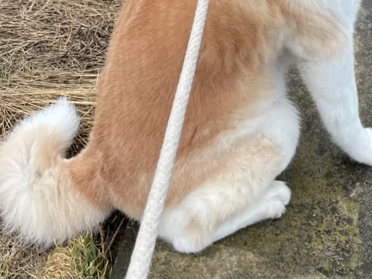 秋田犬の写真