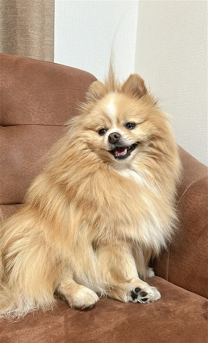 ポメラニアンの写真