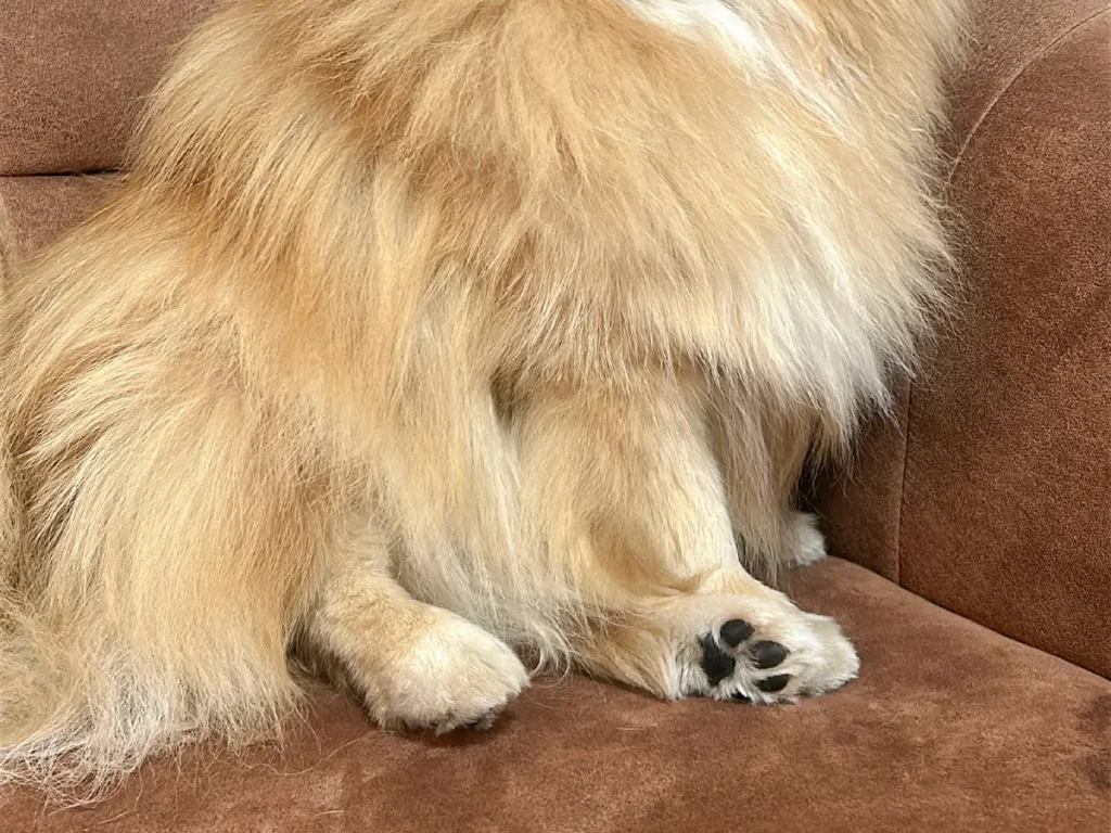 ポメラニアンの写真