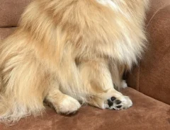 ポメラニアンの写真