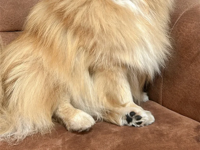 ポメラニアンの写真