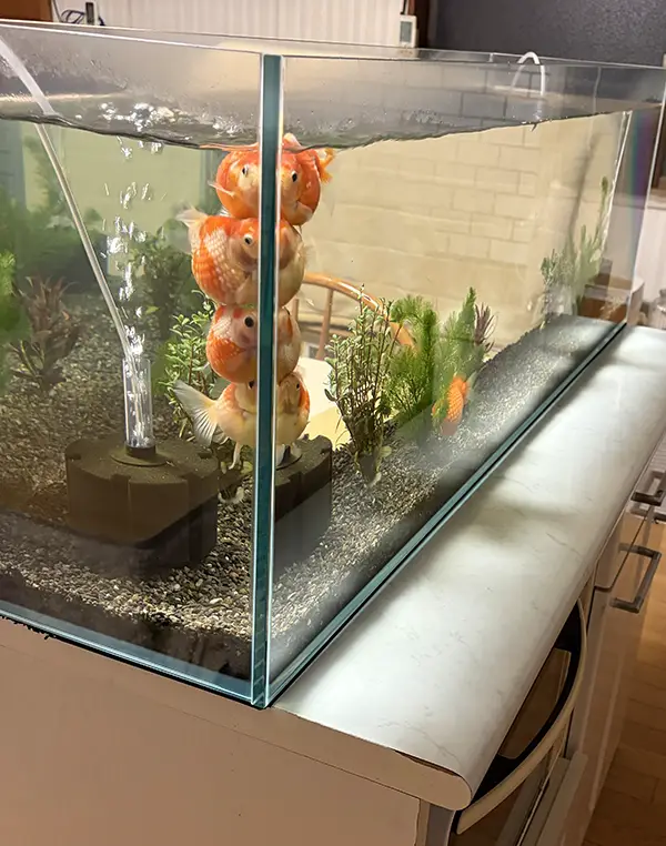 水槽の隅にいる金魚の写真