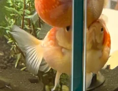 飼い主「もっとあっちで泳ぎなさいよ」　金魚たちの姿に「圧がすごい」「笑いながら泣いた」