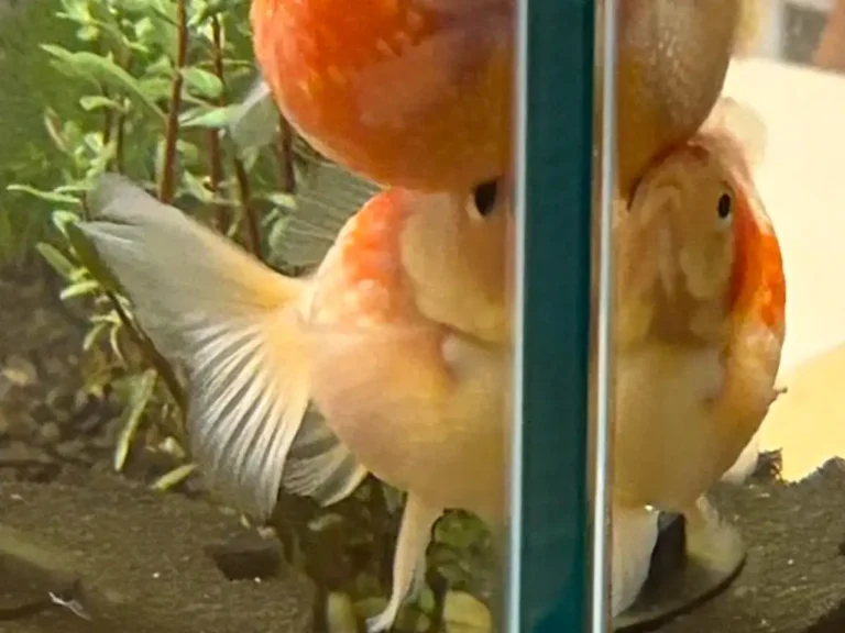 水槽の隅にいる金魚の写真