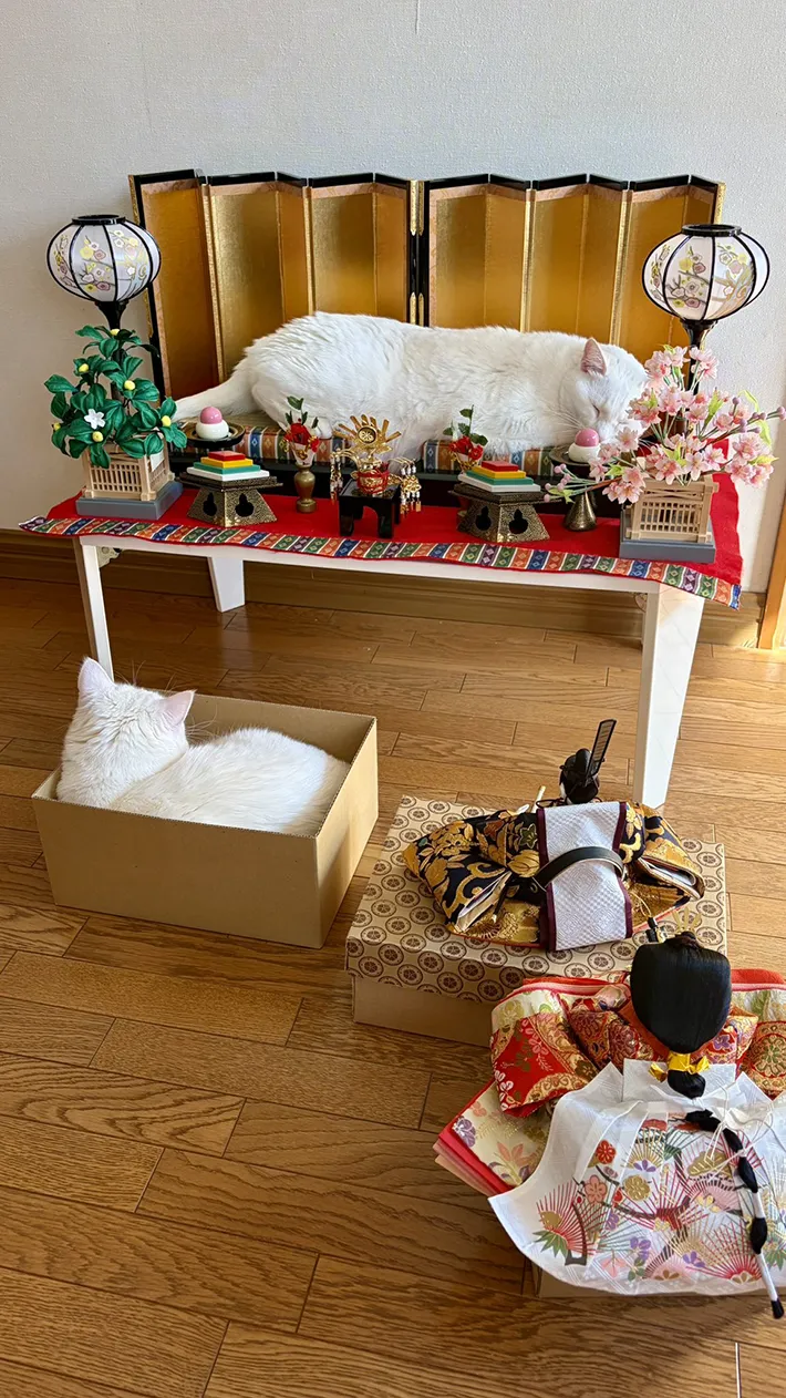 ひな人形と猫の写真