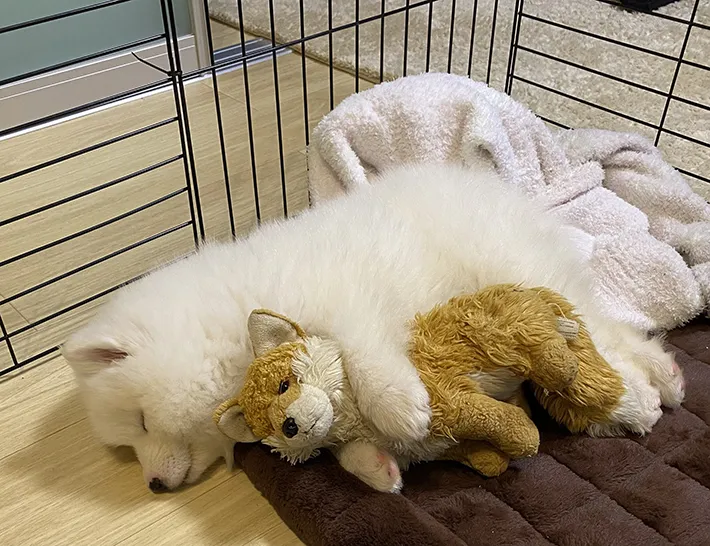 サモエドの写真