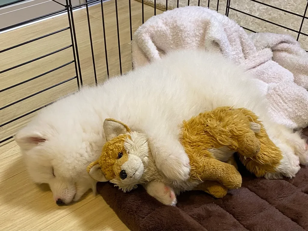 サモエドの写真