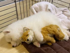 サモエドの写真