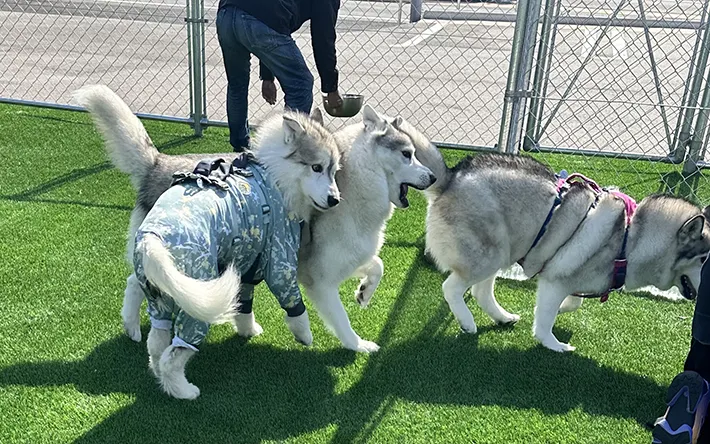 ぶつかるハスキー