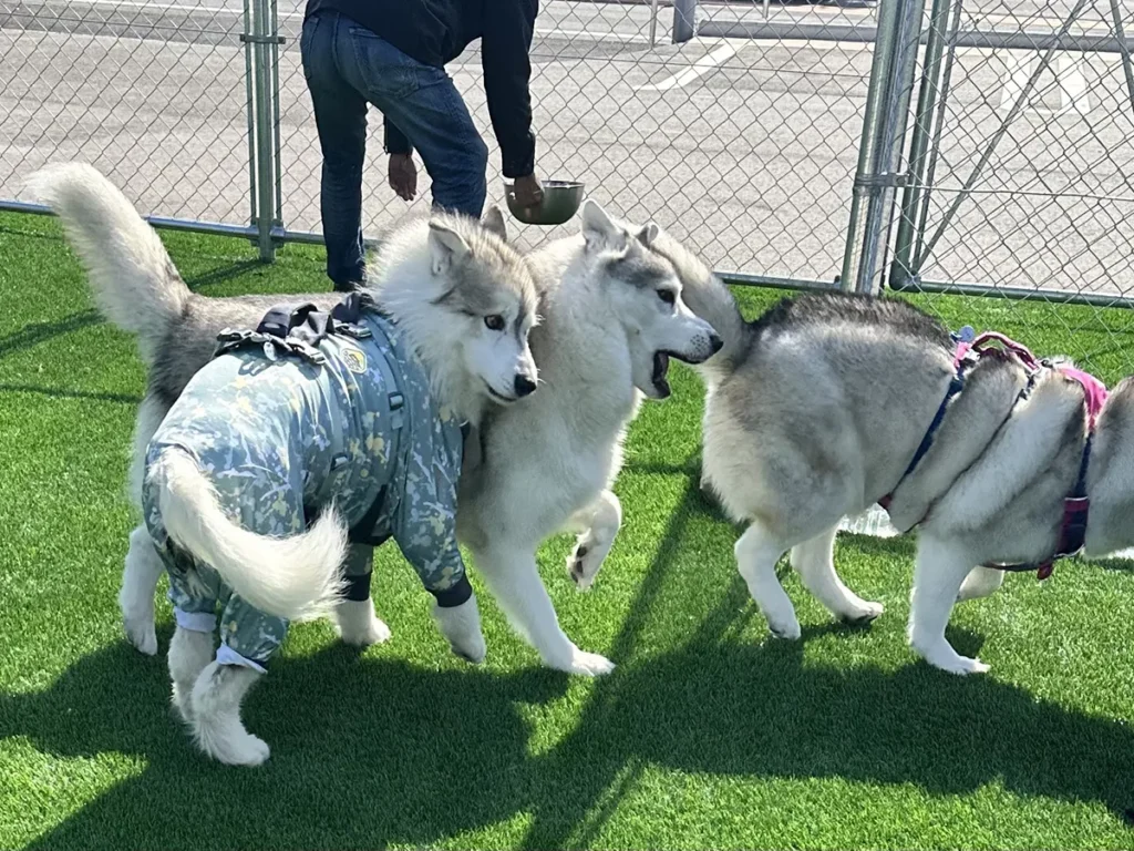 ぶつかるハスキー