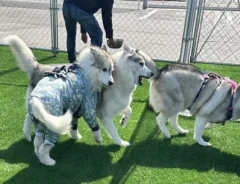 ぶつかるハスキー