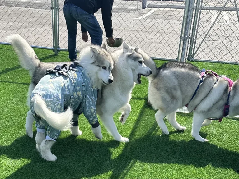 ぶつかるハスキー