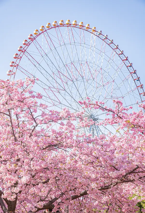 葛西臨海公園で撮影した桜の写真