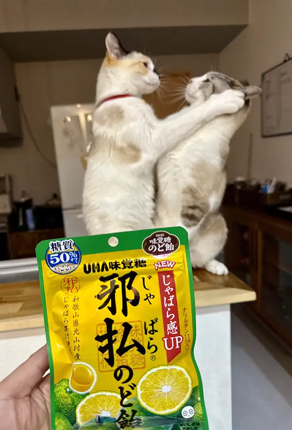 のど飴の後ろでじゃれ合う猫の写真