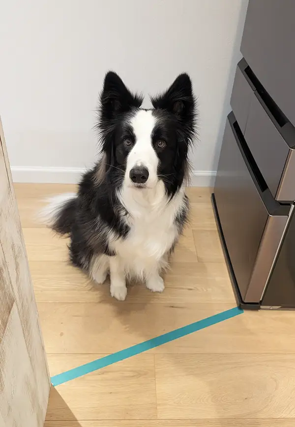 キッチンの前で待つボーダーコリーの写真