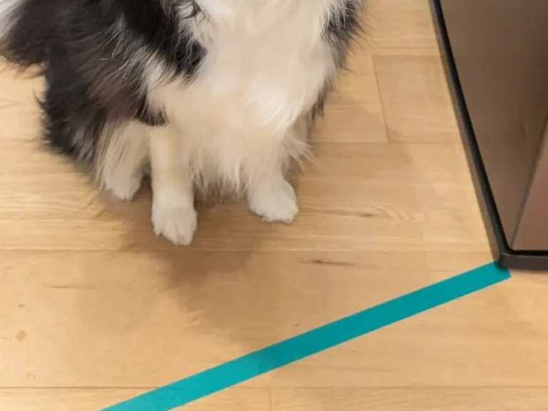 キッチンの前で待つボーダーコリーの写真