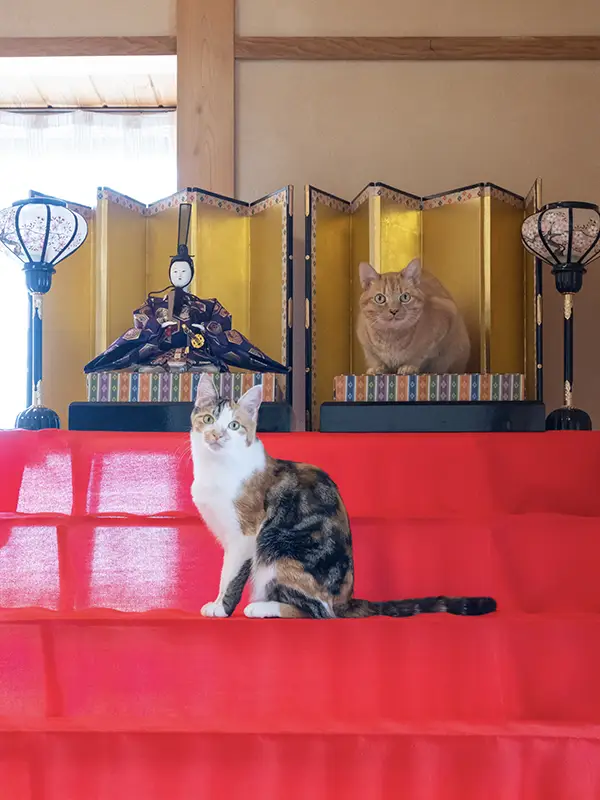 お雛様と猫の写真
