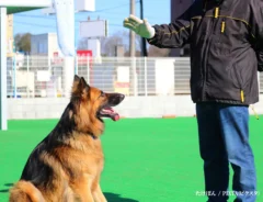 ジャーマンシェパードの写真