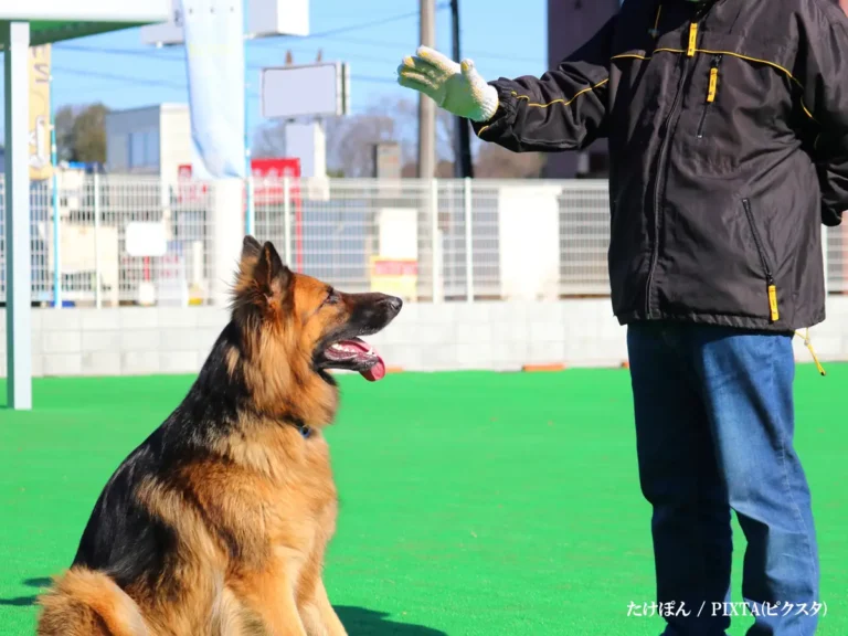 ジャーマンシェパードの写真