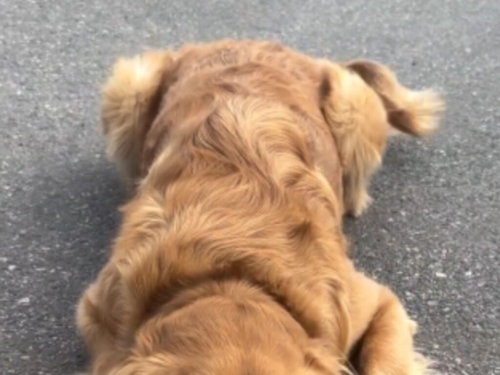 道路に伏せるゴールデンレトリバー