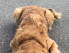 道路に伏せるゴールデンレトリバー