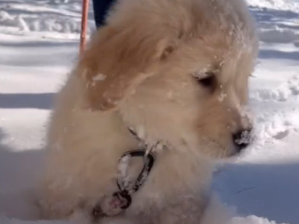 雪で遊ぶゴールデンレトリバーの子犬の写真