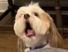 シーズーの写真