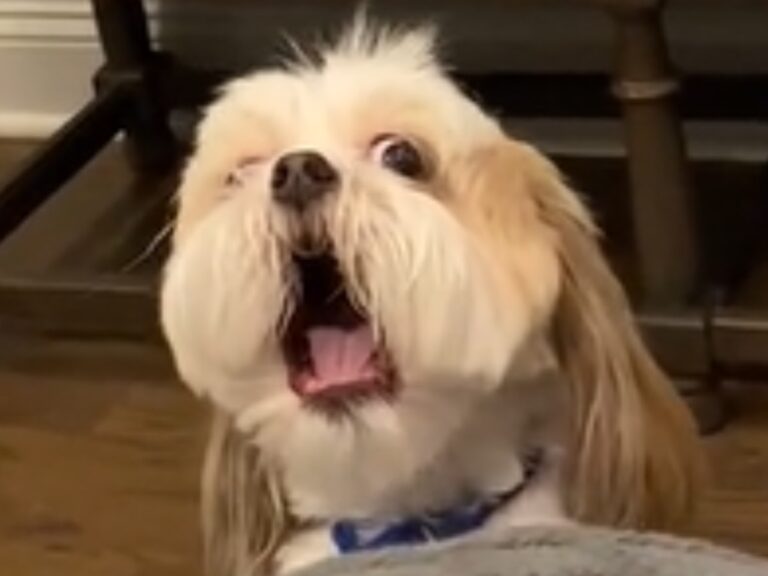 シーズーの写真