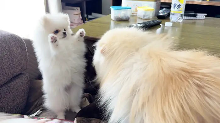 じゃれあう姉妹ポメラニアンの写真