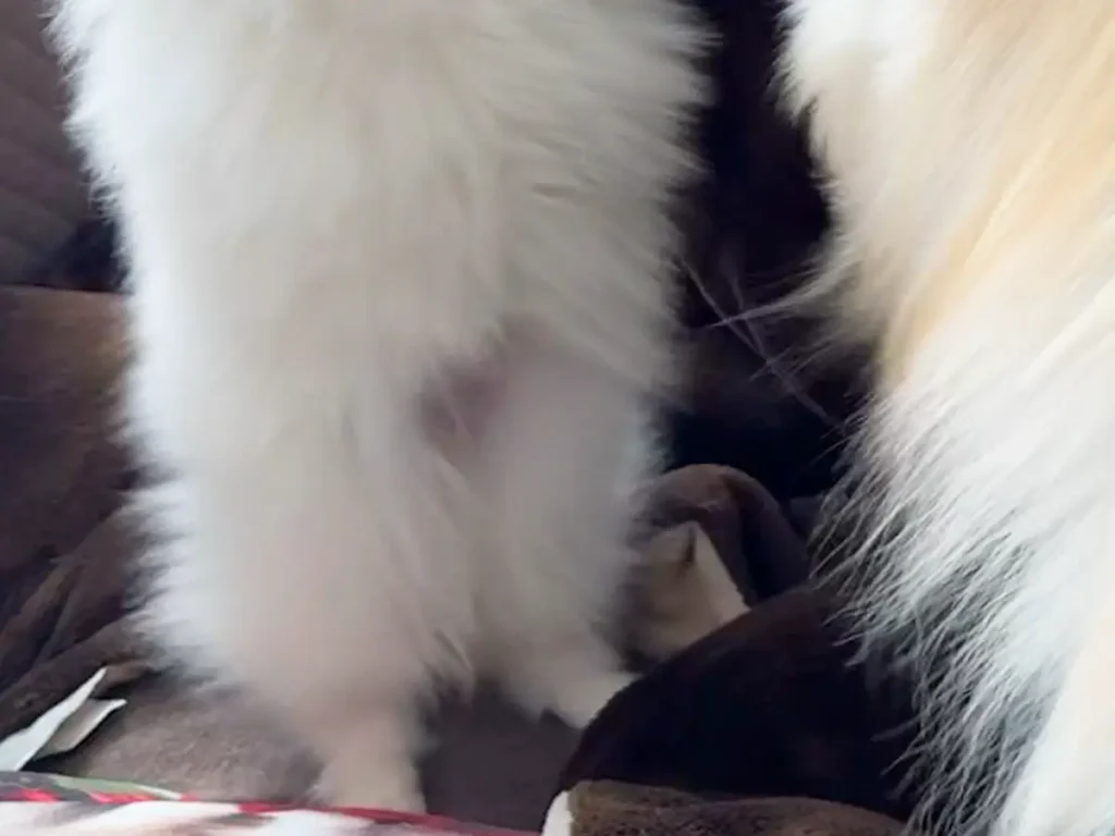 じゃれあう姉妹ポメラニアンの写真