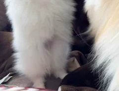 じゃれあう姉妹ポメラニアンの写真