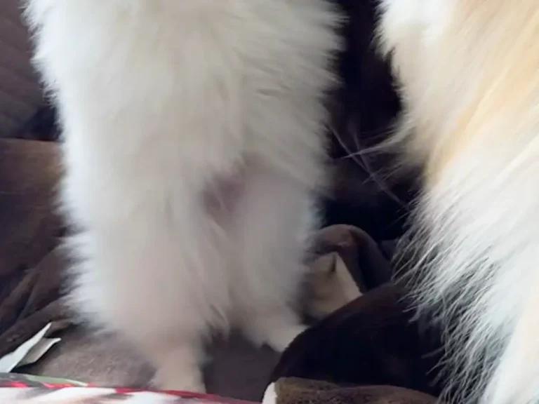 じゃれあう姉妹ポメラニアンの写真