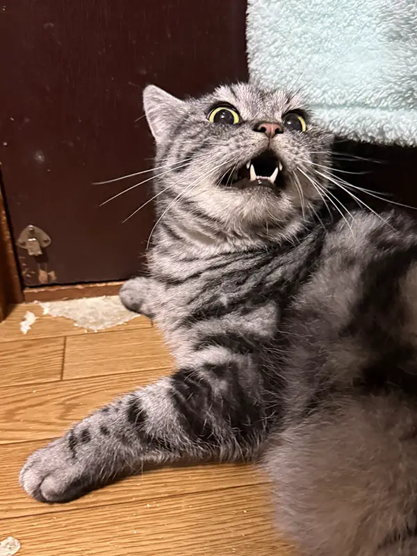 ブラッシングを嫌がる猫の写真