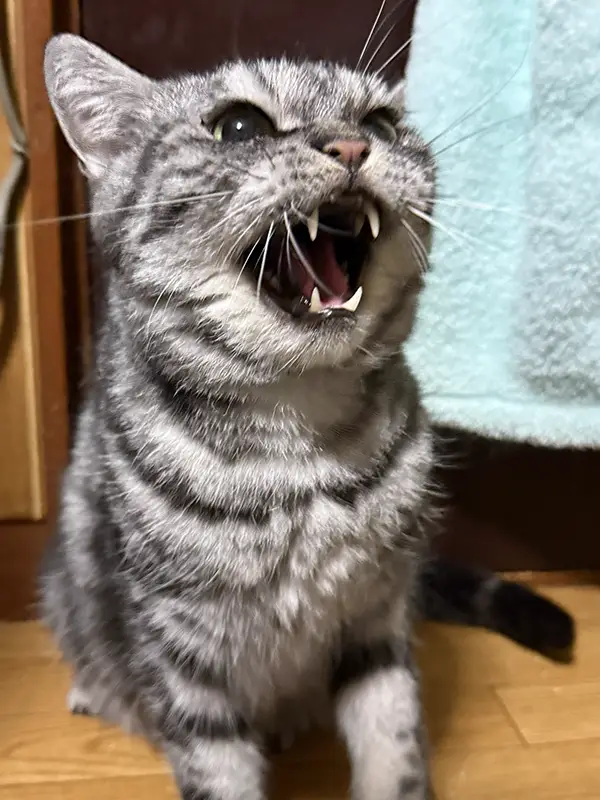 ブラッシングを嫌がる猫の写真