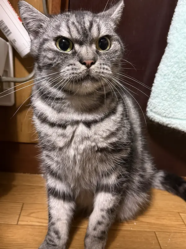 ブラッシングを嫌がる猫の写真