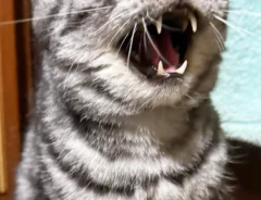 ブラッシングを嫌がる猫の写真