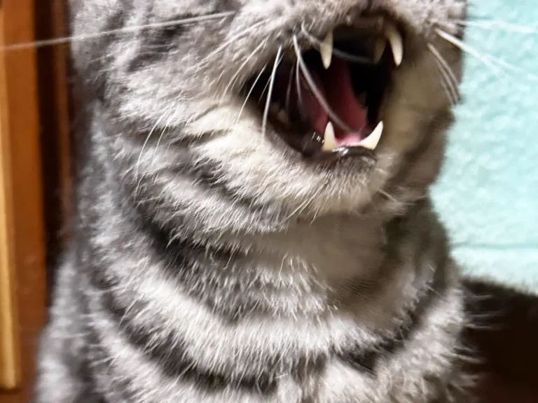 ブラッシングを嫌がる猫の写真