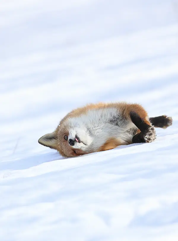 雪の上で寝転ぶキツネの写真