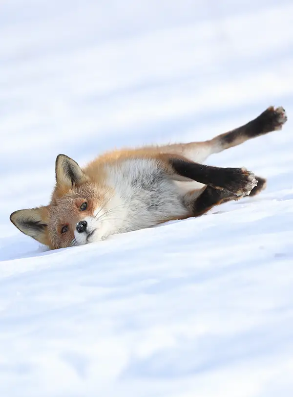 雪の上で寝転ぶキツネの写真