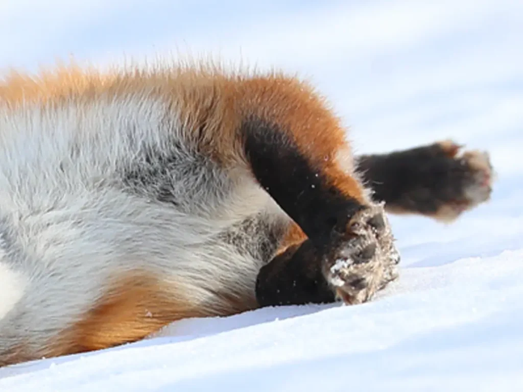 雪の上で寝転ぶキツネの写真