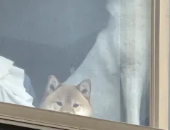 柴犬と秋田犬