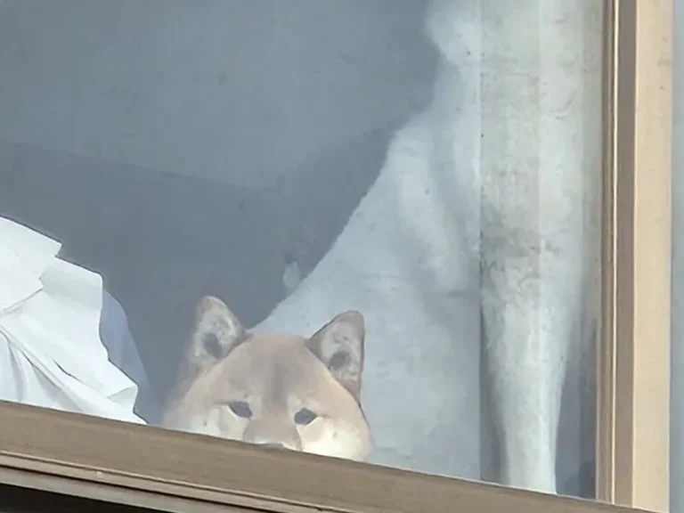柴犬と秋田犬