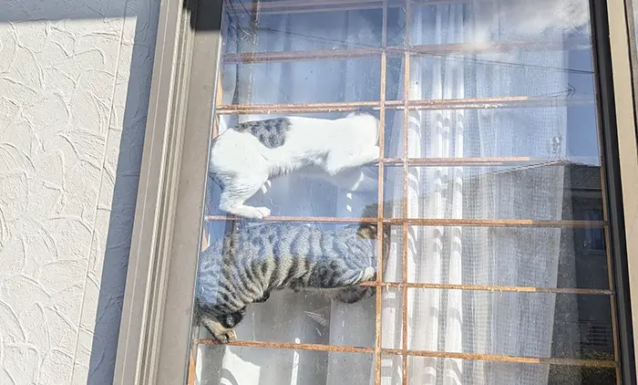 障子で遊ぶ猫の写真